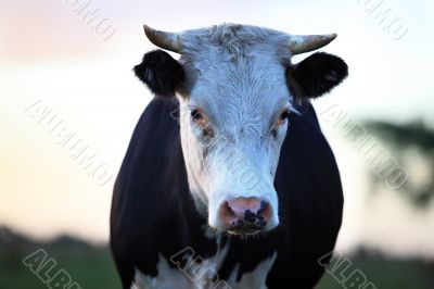 Sad cow