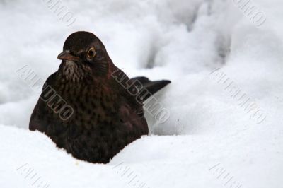 Blackbird (Turdus merula) in snow Blackbird (Turdus merula) in snow