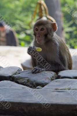 Monkey eating a yellow candy