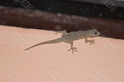 The hidden salamander on a bright surface