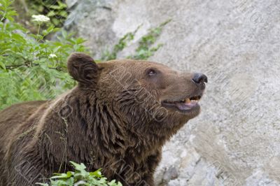 The kind brown bear