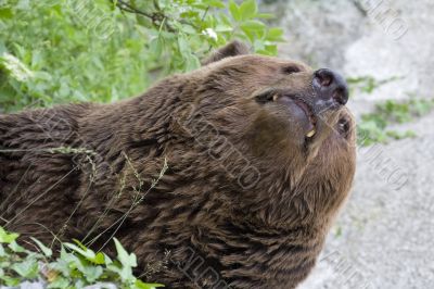 The kind brown bear