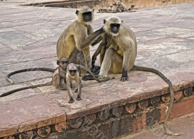 Two monkey`s family