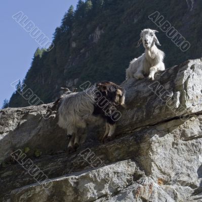 Two goats relaxing on the rock