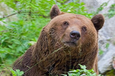 The kind brown bear