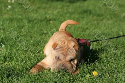 Sharpei dog