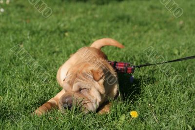 Sharpei dog