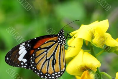 Orange Tiger Butterfly insect