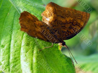 brown angled castor Butterfly insect