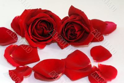 red Rose flower petals spa aromatherapy