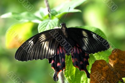 black brown Butterfly insect couple