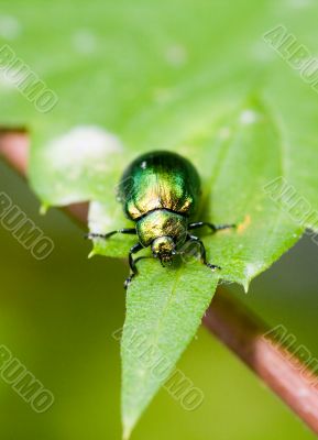 green beetle