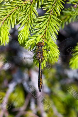 Dragonfly on pine branch