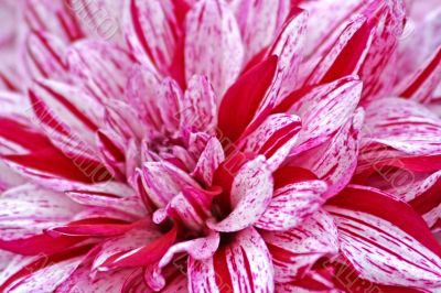 Dahlia Blackberry Ripple