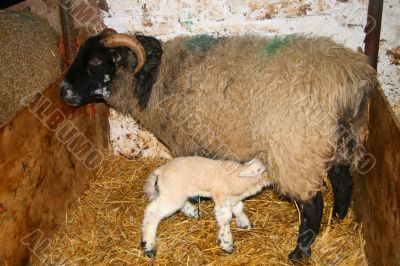 Lamb feeding from it`s Mother