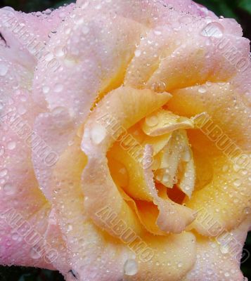 Rain drops on roses