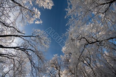 winter forest