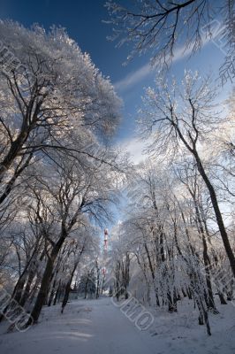 winter forest