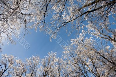 winter forest