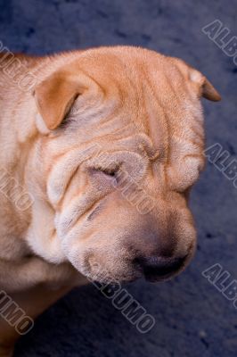 sharpei