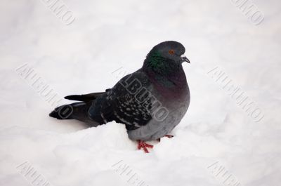 pigeon on snow