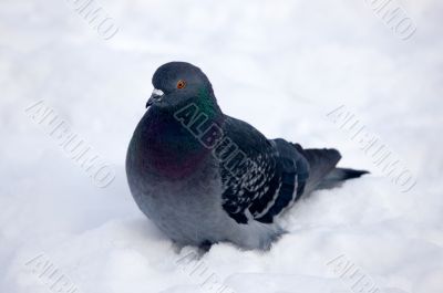 pigeon in winter