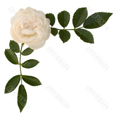 Sprig of tea-rose