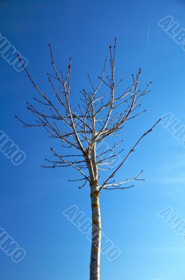 no leafs tree
