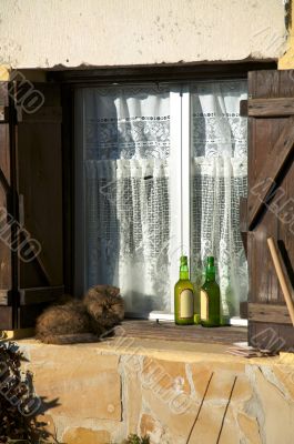 cat on the window