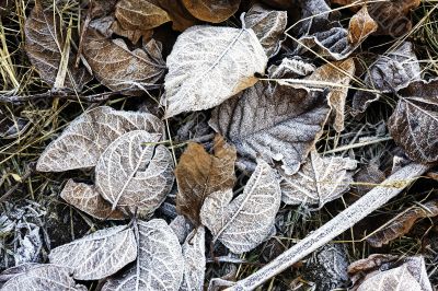Frozen autumn leaves ashore sea