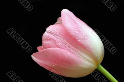 pink tulip