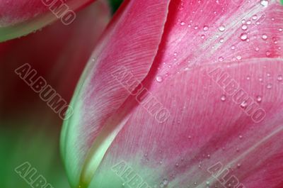 Lots of pink tulips`s petals.