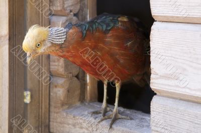 Golden Pheasant