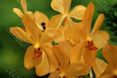 Vanda, Orchid Vanda, Orchid