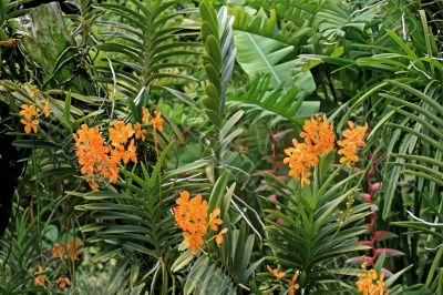 Botanical garden in Singapore