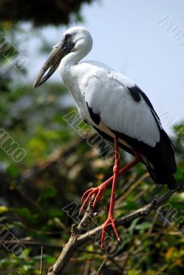 Black white open bill stork bird