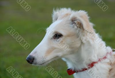 puppy barzoi