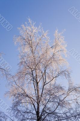 winter birch