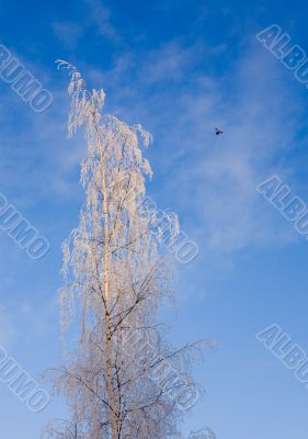 winter day