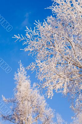 winter color