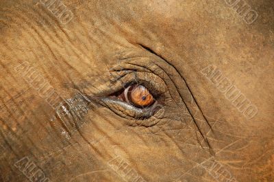 Baby Elephant`s Eye