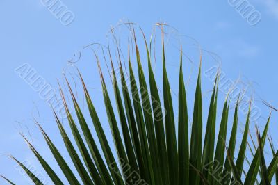 Sheet of a palm tree