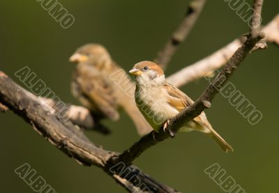 Two sparrows