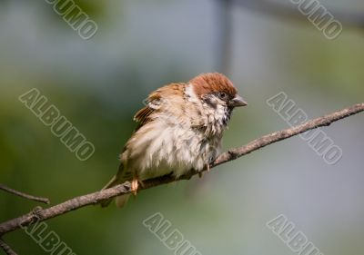 The ruffled up sparrow