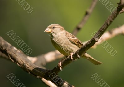 sparrow