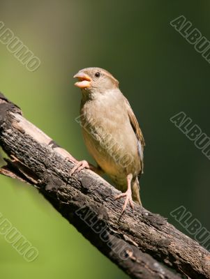Chirping sparrow