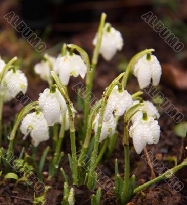 snowdrops
