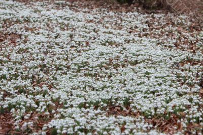 snowdrop background snowdrop background