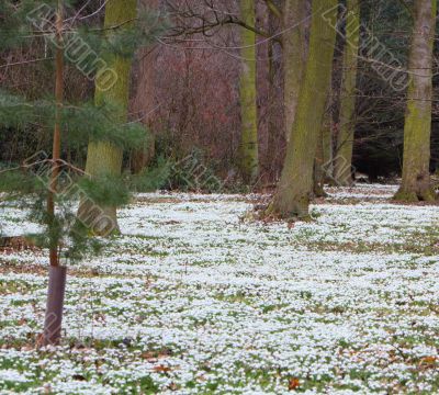 snowdrops in a wood snowdrops in a wood