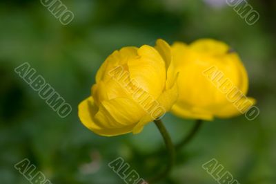 Double buttercup